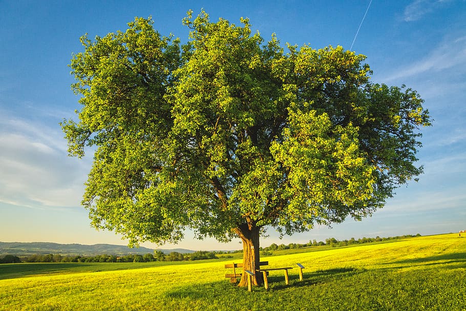 tree, apple, bench, seat, fields, hill, sun, spring, sky, green HD wallpaper