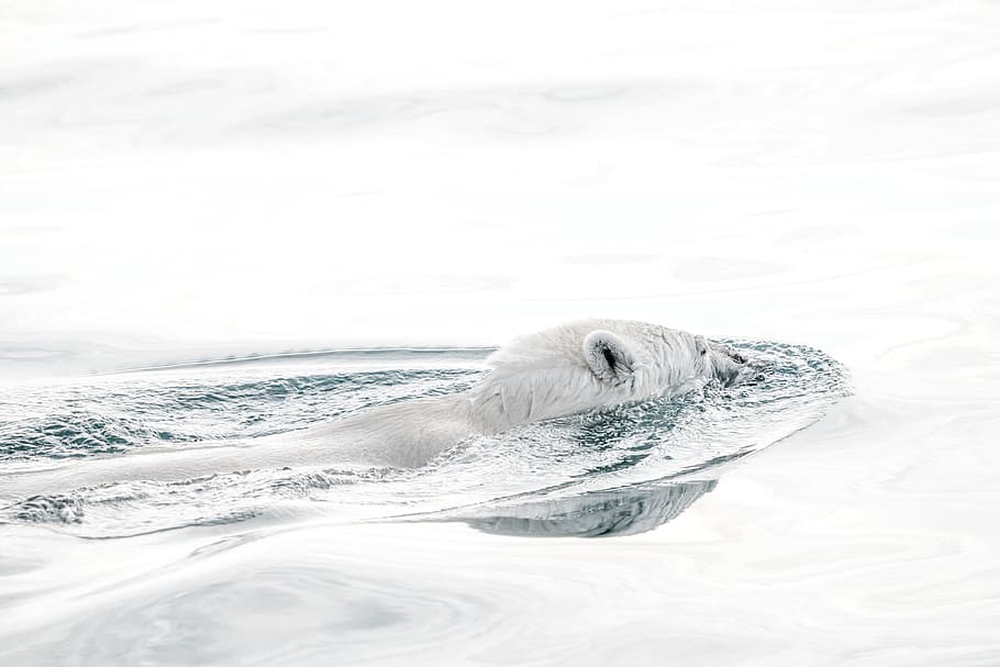 bear in body of water, poler bear, polar bear, swim, swimming HD wallpaper