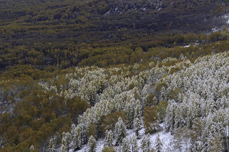 pine, efi, birch, forest, snow, winter, mountains, landscape, HD wallpaper