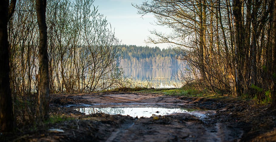 Brown Bare Trees Near Lake at Daytime, daylight, dirt road, environment HD wallpaper