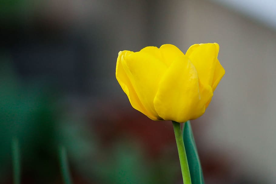 flower, yellow, tulip, spring, closeup, summer, flowering plant HD wallpaper