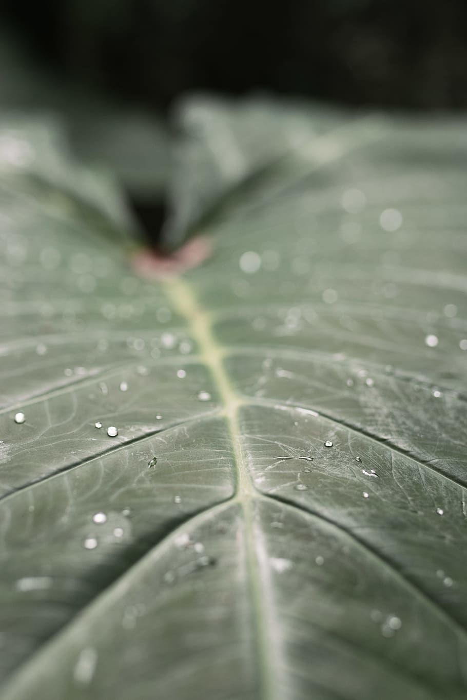 leaf, water, raindrop, nature, green, texture, macro, bokeh HD wallpaper