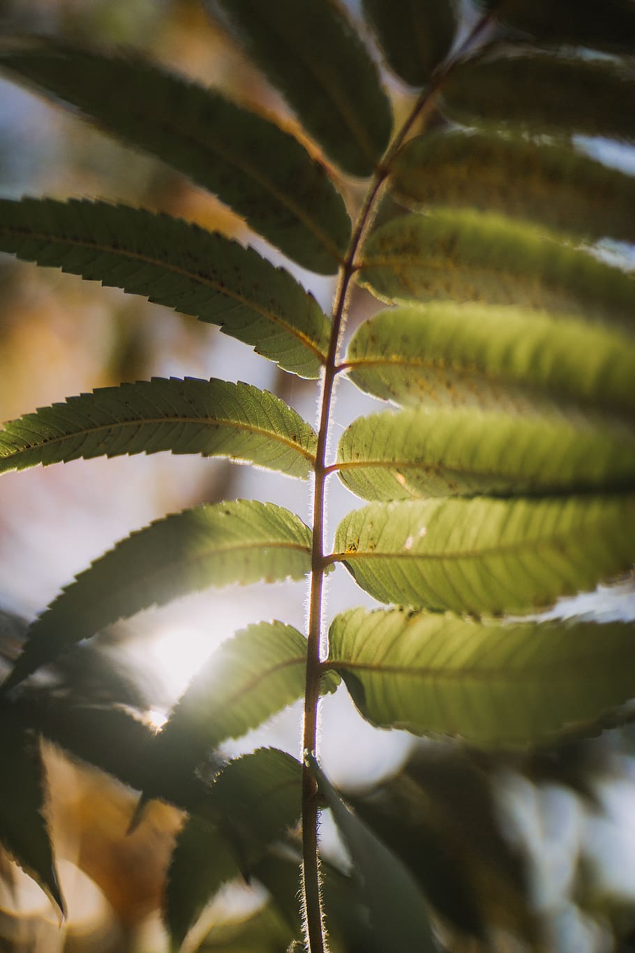 green leaf plant, growth, plant part, nature, green color, close-up HD wallpaper