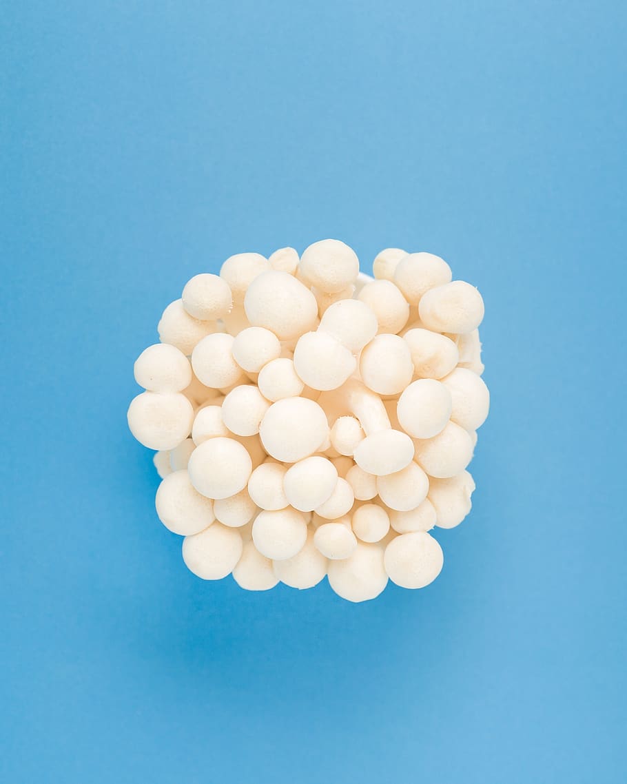 white mushrooms, studio shot, blue, blue background, colored background HD wallpaper