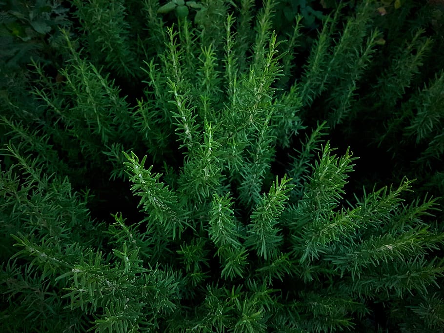 algeria, heliopolis, green color, growth, plant, leaf, plant part HD wallpaper