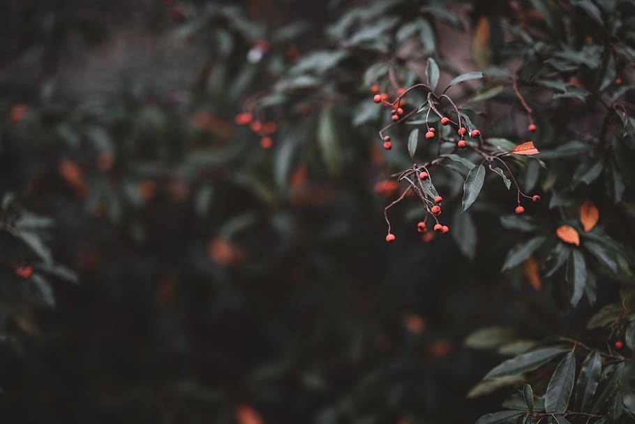 green leafed tree, plant, berry fruit, food and drink, growth HD wallpaper