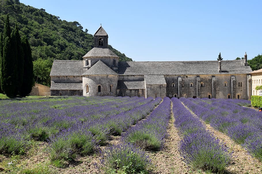 lavender, abbey, architecture, plant, built structure, purple HD wallpaper
