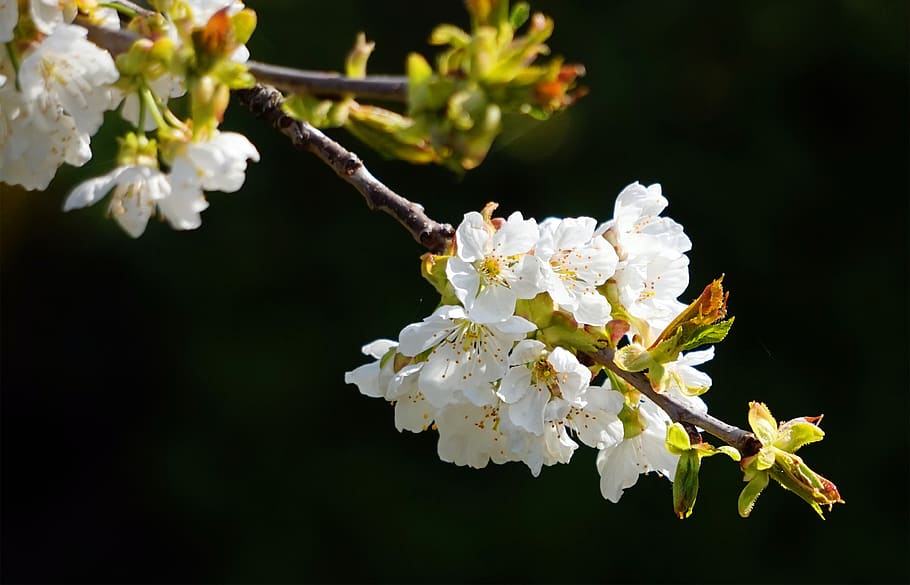 cherry tree, blossom, bloom, cherry blossom, spring, petals HD wallpaper
