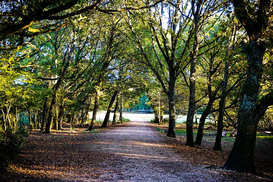 dirt track between trees during daytime, plant, tree trunk, road HD wallpaper