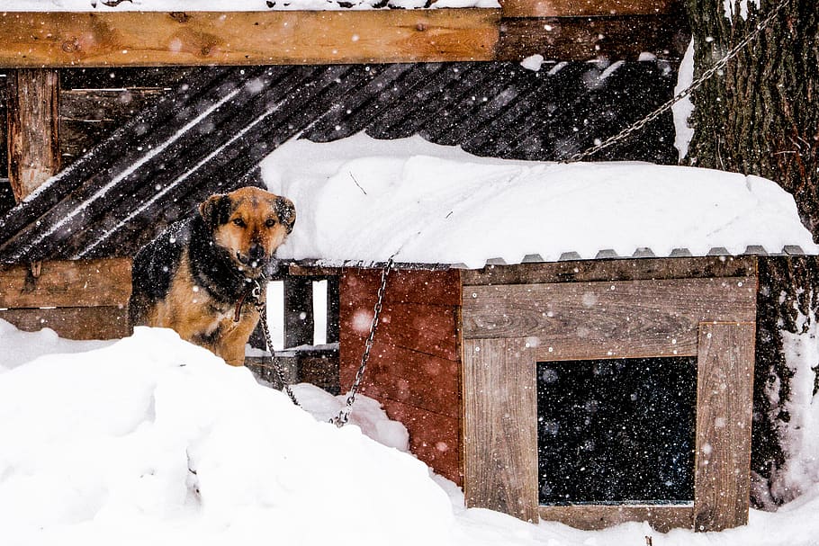dog, snowfall, winter, cold temperature, one animal, mammal HD wallpaper