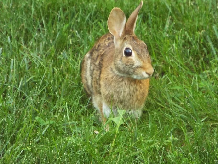 animals, rabbit, animal themes, one animal, mammal, grass, animal wildlife HD wallpaper