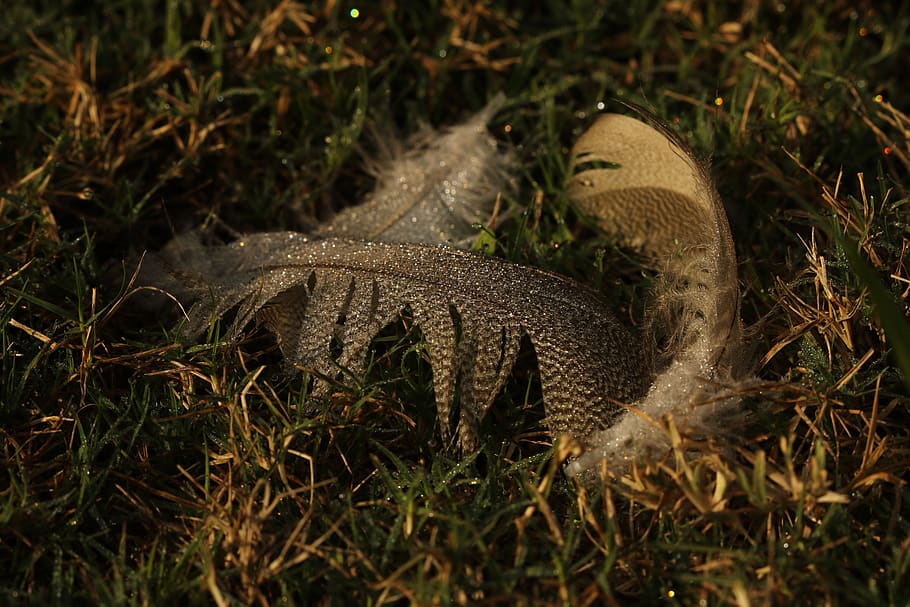 feather, goose, grass, animal, animal themes, animal wildlife HD wallpaper