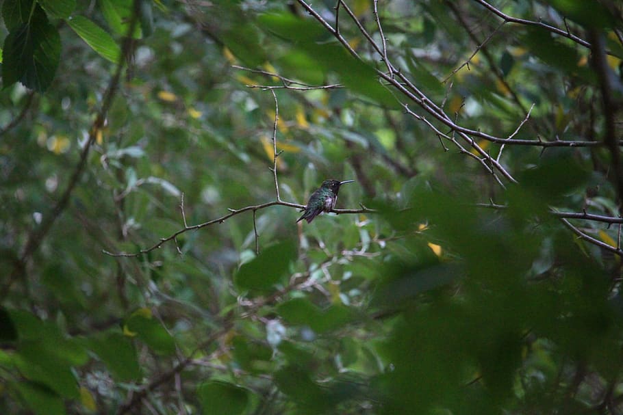hummingbird, cute, tree, green, small, nature, natural light HD wallpaper