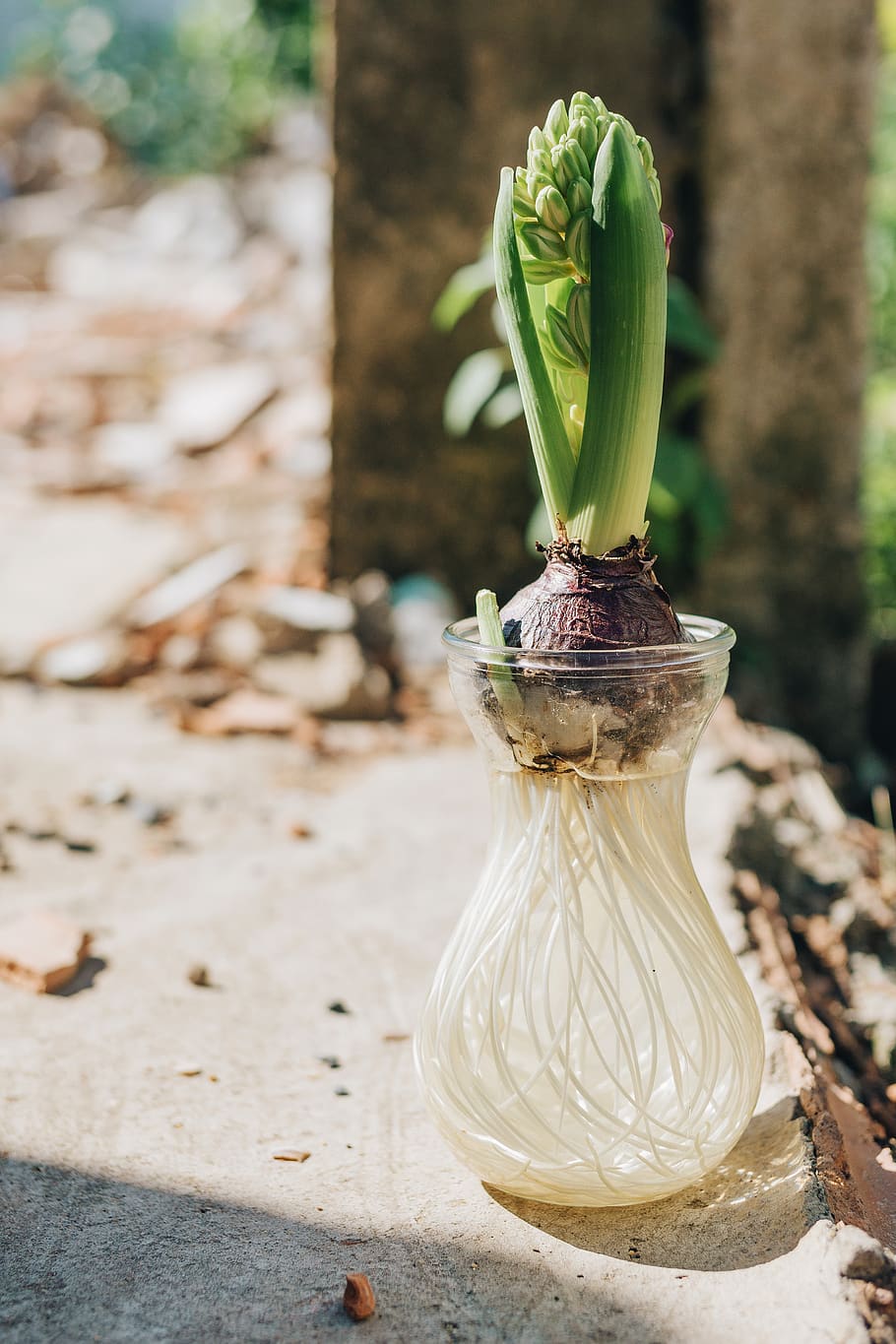 Green-leafed Plant in White and Clear Glass Vase, blooming, blossom HD wallpaper