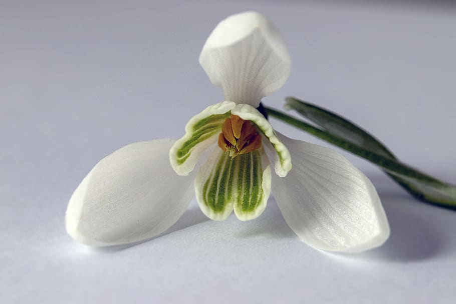 snowdrop, wildflower, white, pollen, botany, outdoor, tranquility HD wallpaper