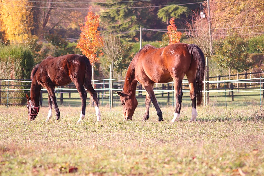 horses, pre, fall, grass, mammals, field, animals, mane, pastures HD wallpaper
