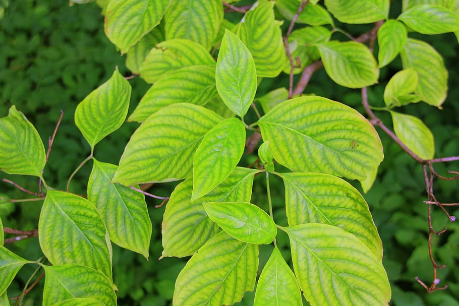 leaves, green, background, pattern, botany, environment, plant HD wallpaper