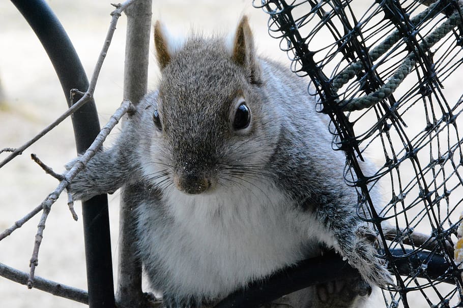 squirrel, young, perched, wary, staring, portrait, feeder, gray HD wallpaper