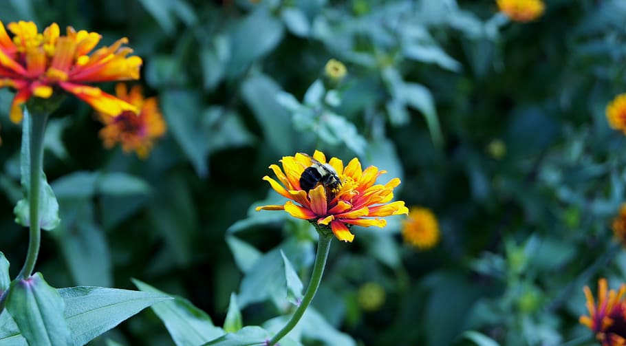 bee, flower, nature, flowering plant, fragility, beauty in nature HD wallpaper