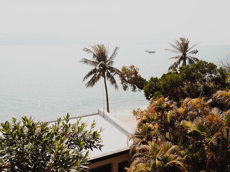beach, trees, palm trees, tropical, asia, travel, hong kong HD wallpaper