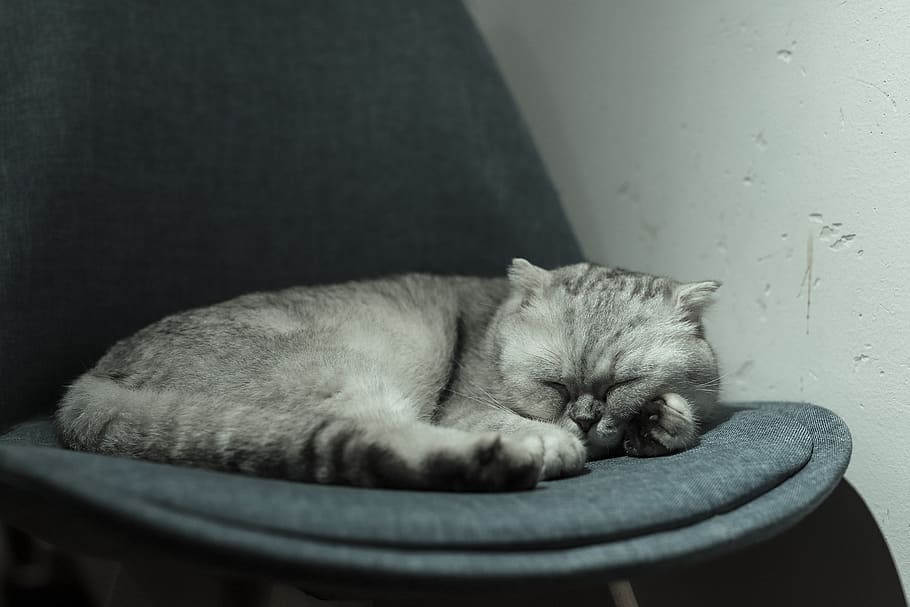 one animal, mammal, domestic, relaxation, domestic animals HD wallpaper