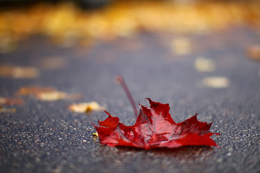 sweden, karlstad, höst, red, leef, asphalt, asfalt, canon HD wallpaper