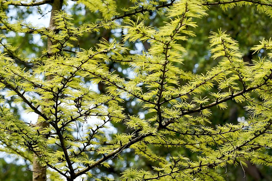 trees, leaves, fine, sunlight, dappled, green, plant, growth HD wallpaper