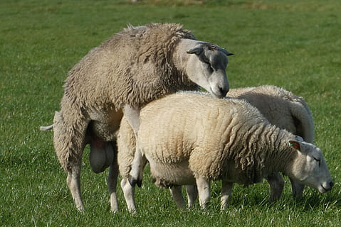 sheep, whey, mating, cover, cattle, mammals, cute, ram, ewes HD wallpaper
