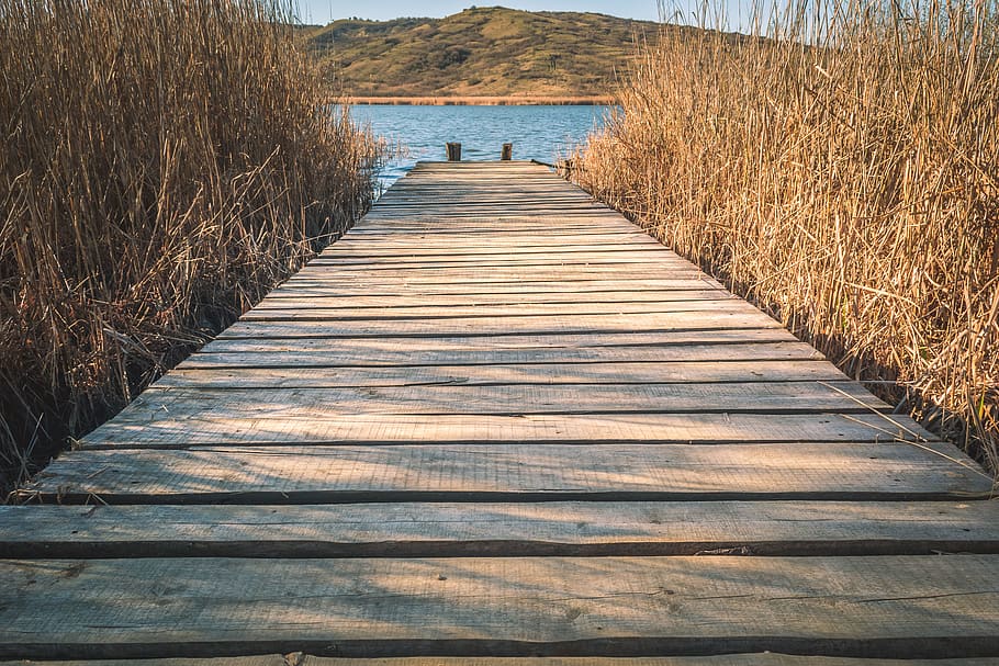 Brown Wooden Dock With Brown Grasses, boardwalk, daylight, guidance HD wallpaper