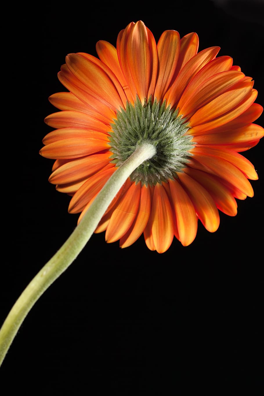beautiful, red, gerbera, stem, isolated, black, closeup, flower HD wallpaper