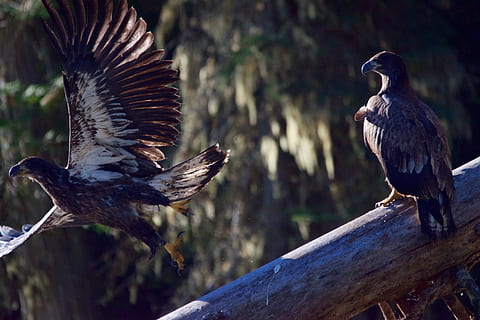 kanada, likely, bird, animals in the wild, animal wildlife HD wallpaper