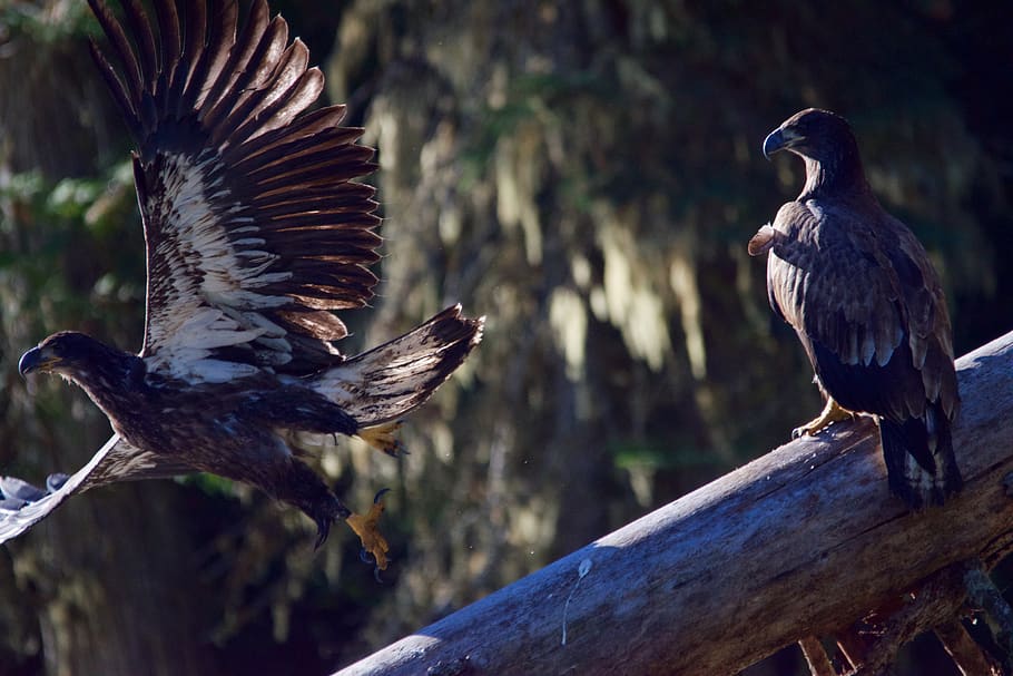 kanada, likely, bird, animals in the wild, animal wildlife HD wallpaper