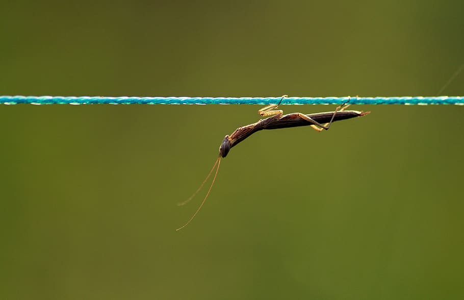 mantis, brown mantis, praying mantis, brown praying mantis HD wallpaper