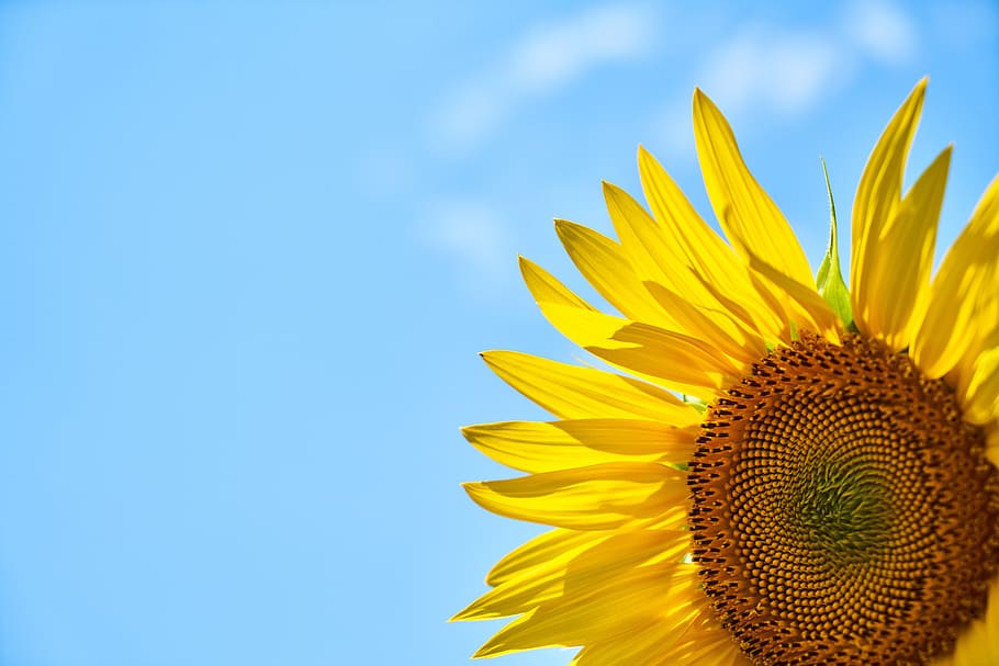 sunflower, yellow, core, blue, sky, grains, summer, morning HD wallpaper