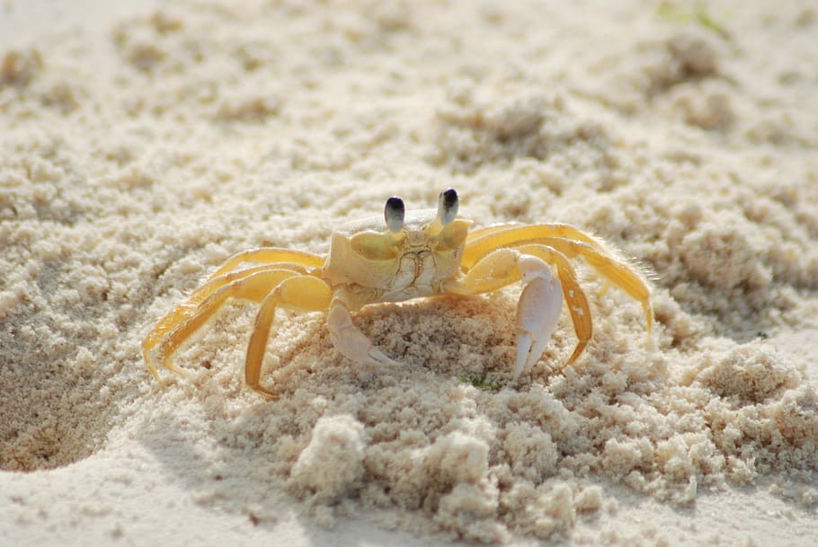 Yellow and White Crab on White Sand Beach during Daytime, animal, HD wallpaper