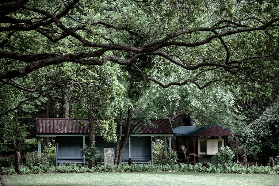 house surrounded by trees, plant, built structure, architecture HD wallpaper