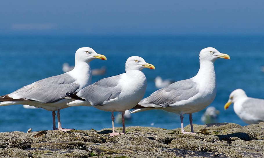 germany, wangerooge, birds, summer, beach, sky, gull, sea, animal themes, HD wallpaper