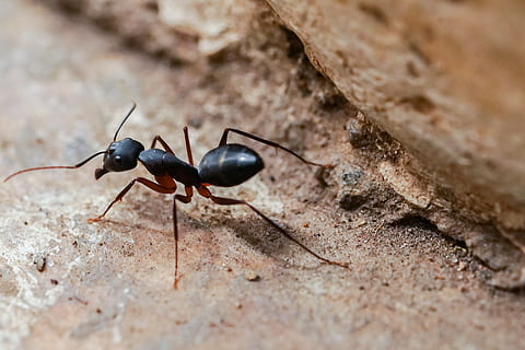 big ant, ground, insect, sand, invertebrate, animal themes HD wallpaper