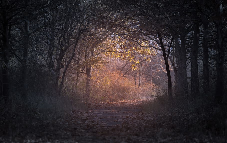Forest during Dawn, backlit, branch, dark, dried leaves, environment HD wallpaper
