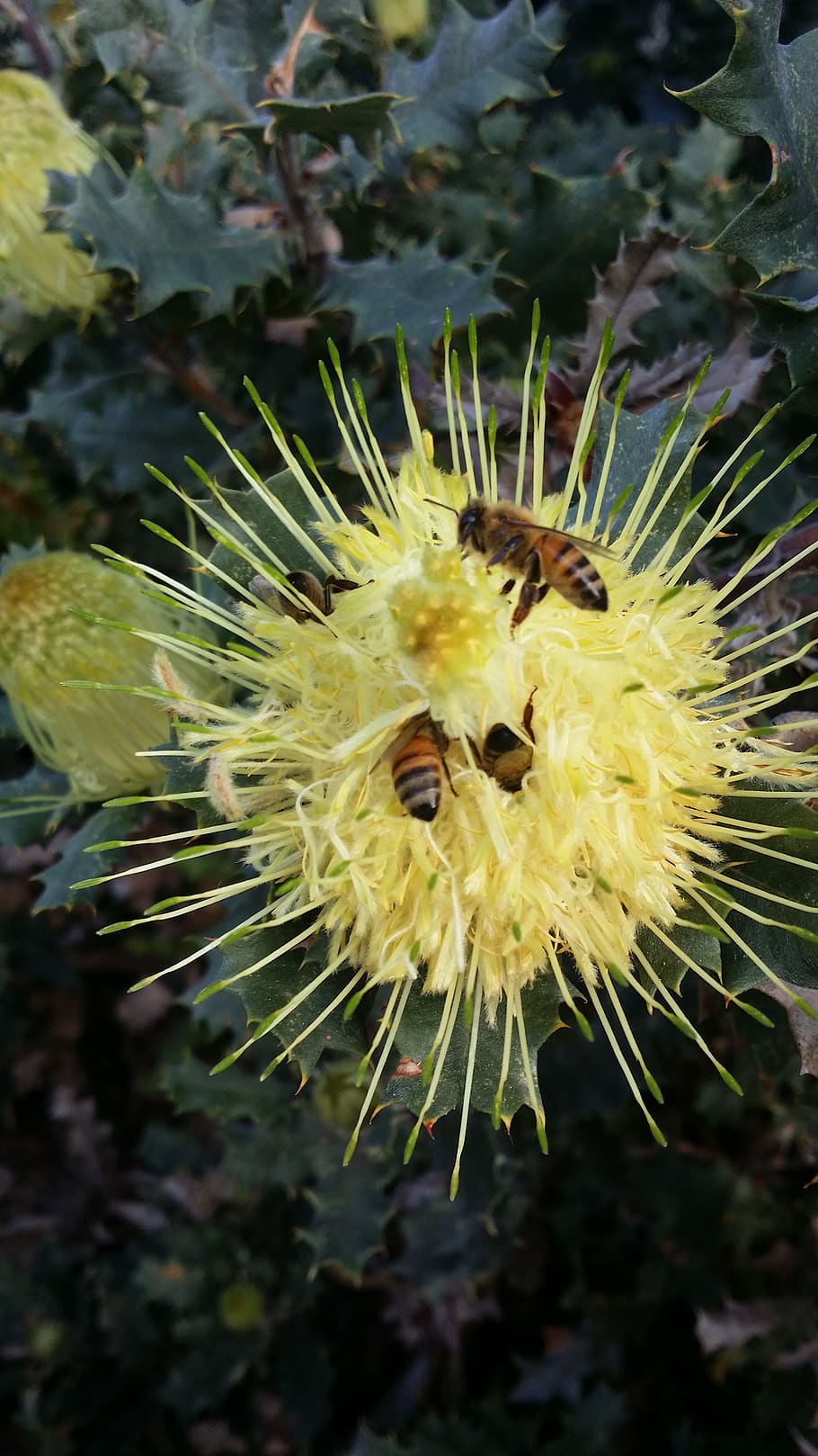bees, flower, yellow, nature, plant, pollination, flora, bloom HD wallpaper