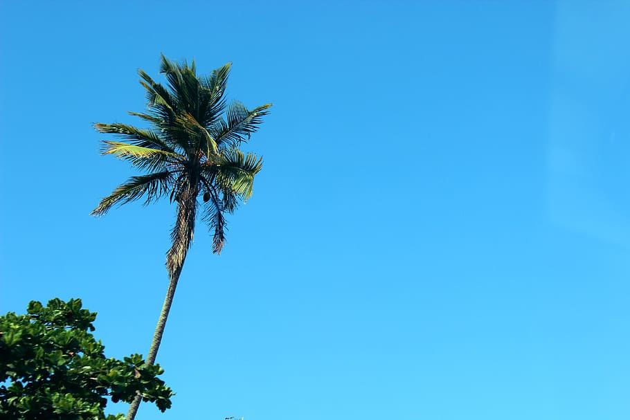 palm, tree, nature, green, wood, fire, plant, palm tree, sky HD wallpaper