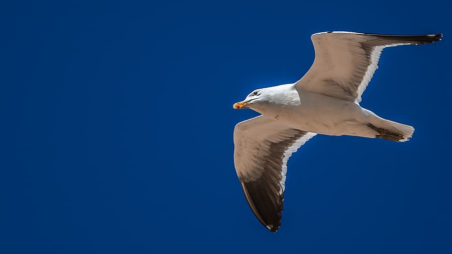seagull, bird, flying, animal wildlife, animal themes, animals in the wild HD wallpaper