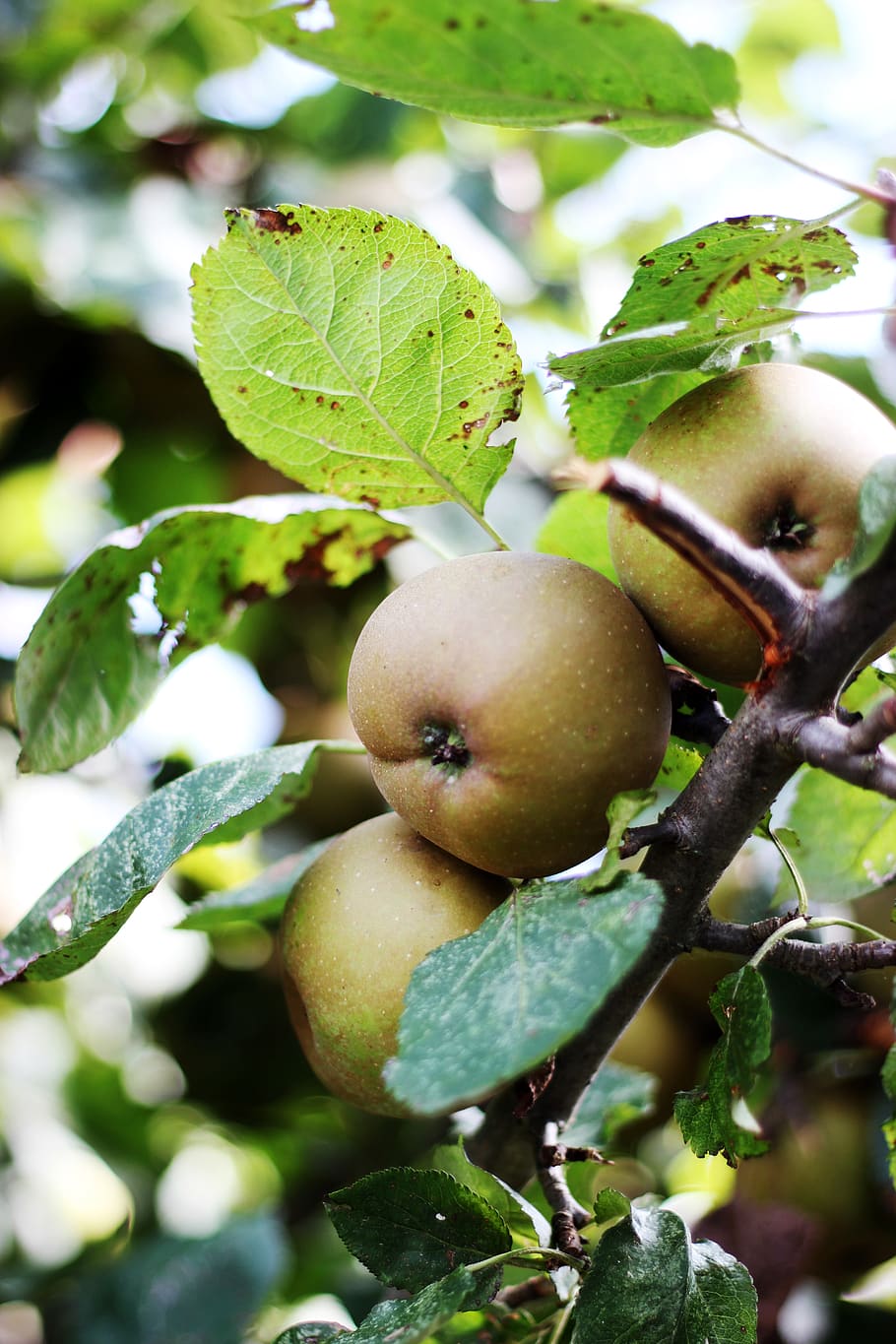 apples, harvest, orchard, appel, boom, tree, fruit, autumn, HD wallpaper