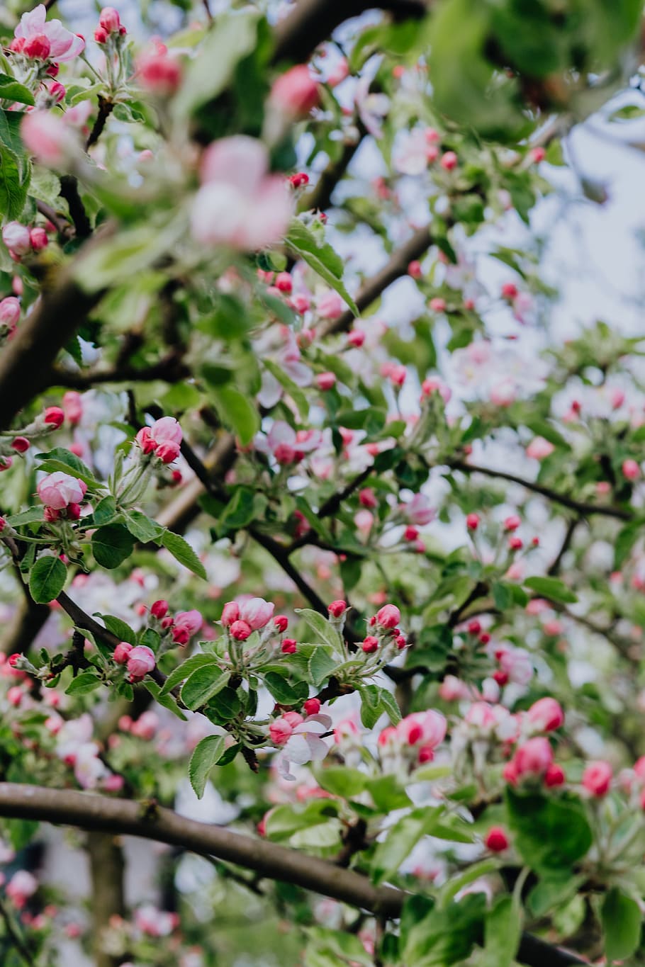 A blooming apple trees in spring, flowers, garden, green, pink, HD wallpaper