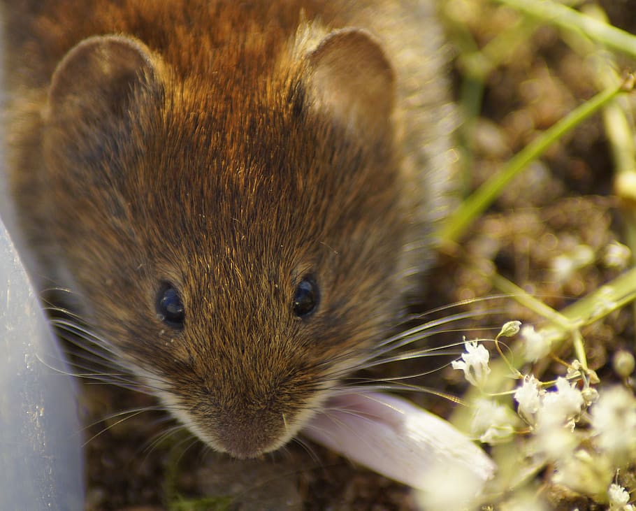 mouse, head, cute, animal, sweet, curious, funny, close up HD wallpaper