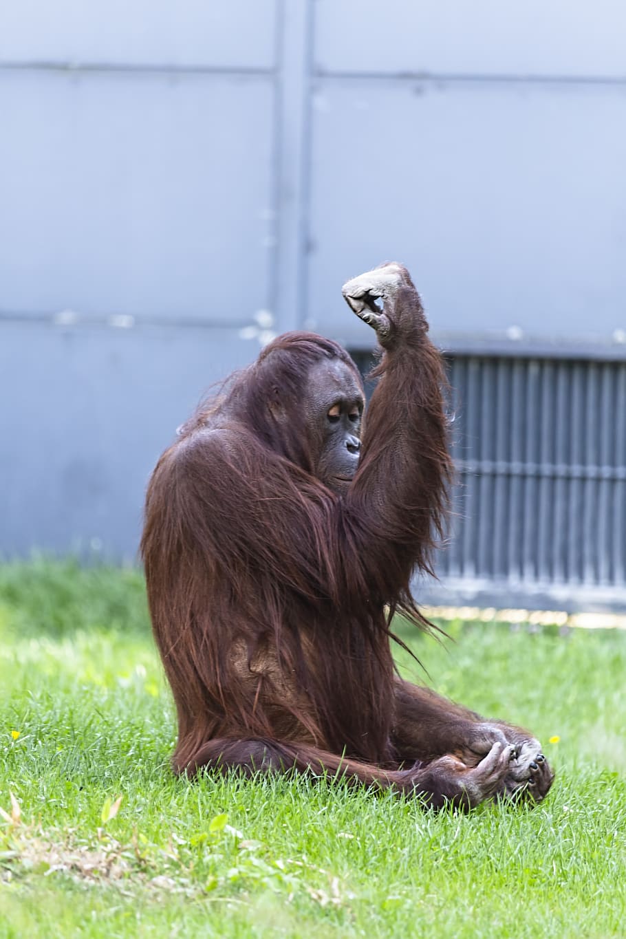 chimpanzee, monkey, ape, animal, mammal, nature, animal world HD wallpaper