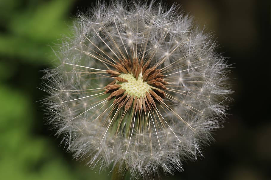 flower, seed, dandelion, flowering plant, fragility, vulnerability HD wallpaper