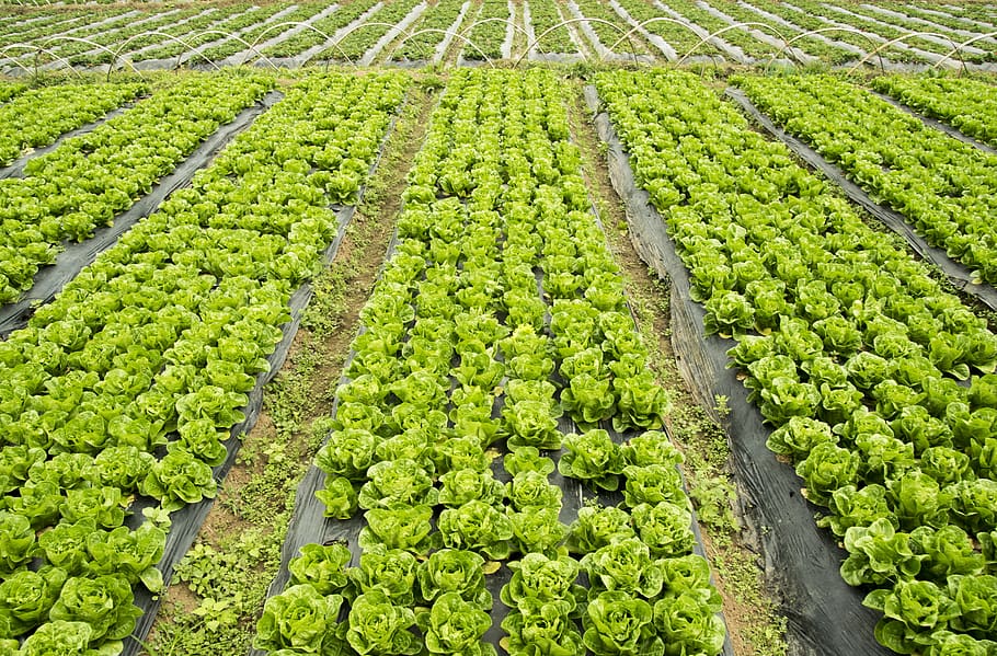 philippines, la trinidad, agriculture, healthy eating, food and drink HD wallpaper