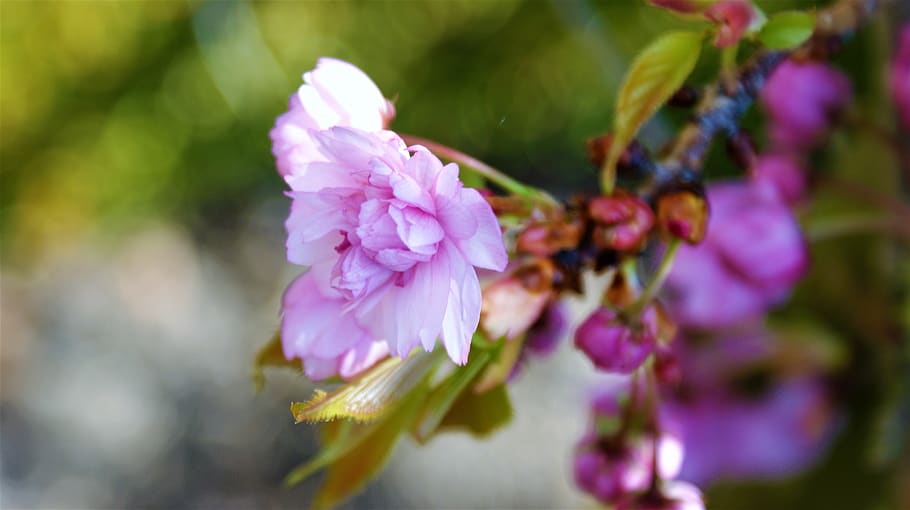 flower, pink, blossom, tree, sprig, nature, flora, spring, romance HD wallpaper