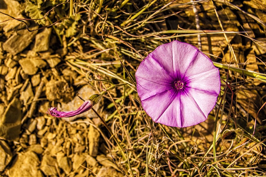 petal, sunlight, outdoor, spring, wild, flower, plant, nature HD wallpaper